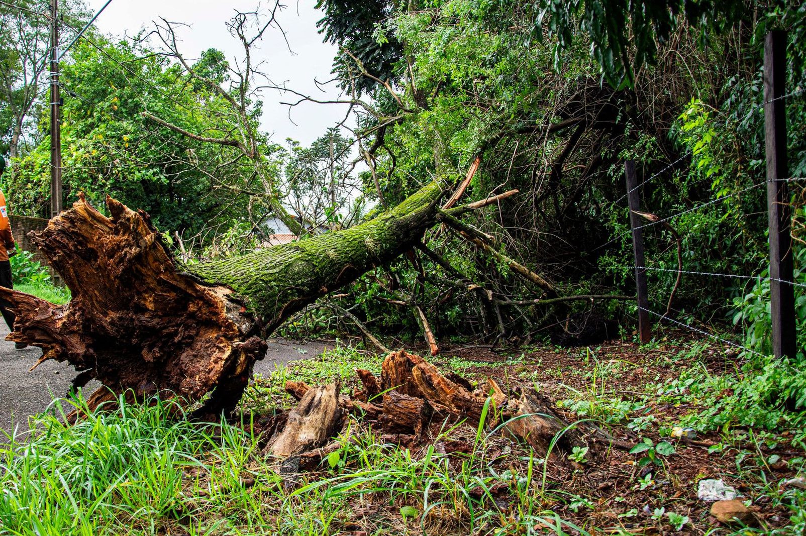 Worker clearing fallen tree on street after storm in Londrina, Brazil.